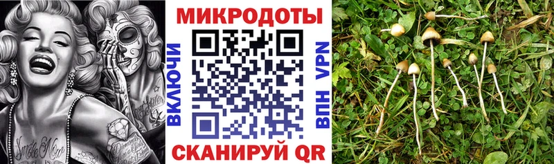 Псилоцибиновые грибы Cubensis  KRAKEN маркетплейс  Керчь 